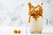 Salted caramel indulgent exreme milkshakes with brezel waffles, popcorn and whipped cream, Crazy freakshake food trend. Copy space