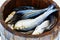 Salted herring in a wooden barrel. Trade in seafood in the market. Close-up
