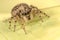 Salticidae - Jumping spider