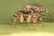 Salticidae - Jumping spider