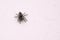 Salticidae spider