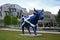 Saltire Cow - Scottish Parliament