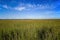 Saltmarsh along the Delaware coast in USA in late afternoon sun