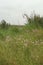 Saltmarsh Landscape, Norfolk, England