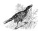 Saltmarsh sharp-tailed sparrow singing