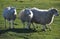 Saltmarsh sheep on Northam Burrows