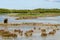 Saltmarsh in Teich Bird Nature Reserve, France