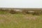 Saltmarsh With Thrift - Norfolk, England.