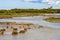 Saltmarshes in Teich Bird Nature Reserve, France