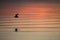 Salton sea sunset, snowy plover flying reflection on sea surface