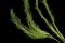 Saltwater Caulerpa taxifolia, Killer Algae, marine alga, seaweed isolated on black background