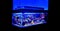Saltwater coral reef aquarium fish tank is one of the most beautiful hobby