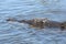 Saltwater Crocodile, Australia