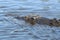 Saltwater Crocodile, Australia