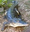 Saltwater Crocodile, australia