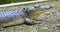 Saltwater Crocodile, australia