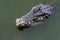 Saltwater crocodile floating in green swamp water