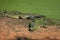 Saltwater Crocodile at a muddy Riverbank in Northern Territory - Australia