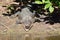 Saltwater crocodile rest on a river bank with his jaws open