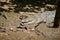 Saltwater Crocodile on river bank