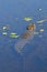 Saltwater Crocodile swimming away in Kakadu