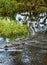 Saltwater crocodile wading through Yellow Water Wetlands