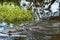 Saltwater crocodile wading through Yellow Water Wetlands