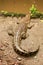 Saltwater crocodile waiting for prey by the river. Crocodylus porosus basks in the sun on the river bank. Juvenile