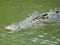 Saltwater Crocodile in the water, Queensland, Australia