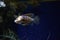 Saltwater fish Lionfish Genus Pterois inside aquarium