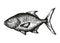Saltwater fish sketch vector