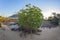 Saltwater Mangrove Tree On Rocky Beach At Low Tide At Sunrise, Fish Eye Lens