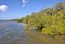 Saltwater Mangroves Along The Coastline