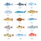 Saltwater and river fishes. Cartoon sea ocean fish, sardine mackerel anchovy tuna halibut tilapia herring salmon bream