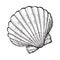 Saltwater scallop sea shell, isolated sketch style vector illustration