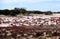 Salty Plain, Eyre Peninsula