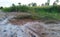 Salty soil on rice fields