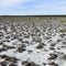 Salty soil in a semi desert environment, La Pampa