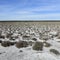 Salty soil in a semi desert environment, La Pampa