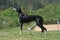 Saluki arabian dog black color