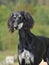 Saluki arabian purebred dog on the grass