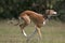 Saluki cross Greyhound running outdoors.