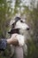 Saluki dog with a brown collar on a background of nature stands on its hind legs and rests on a manâ€™s hand