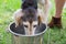 Saluki dog drink fresh water
