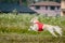 Saluki dog in red shirt running and chasing lure in the field on coursing competition