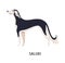 Saluki. Gorgeous lovely dog of hunting breed, gazehound or sighthound, side view. Stunning cute purebred pet animal