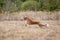 Saluki greyhound dog chasing bait in a field