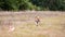 Saluki greyhound dog chasing bait in a field