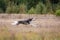Saluki greyhound dog chasing bait in a field