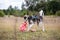 Saluki greyhound dog chasing bait in a field